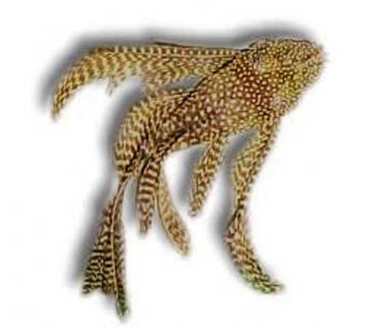 Long Finned Bushynose Pleco - 1-2 inch